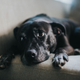 Illustration for article titled Frustrated Dog Has No Time To Jerk Off Now That Owner Home All Day